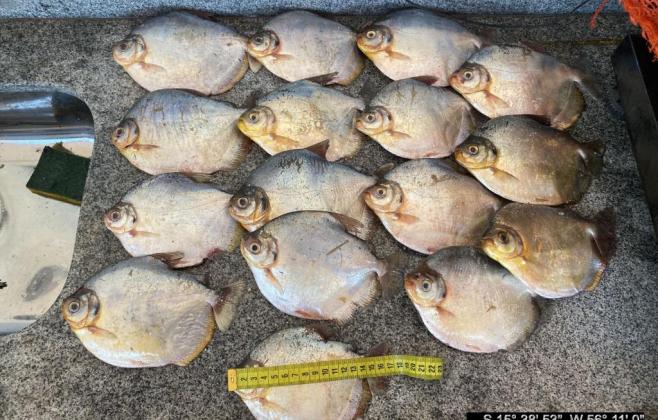 batalhao-ambiental-apreende-20-kg-de-pescado-ilegal-e-aplica-multa-de-r$-12-mil