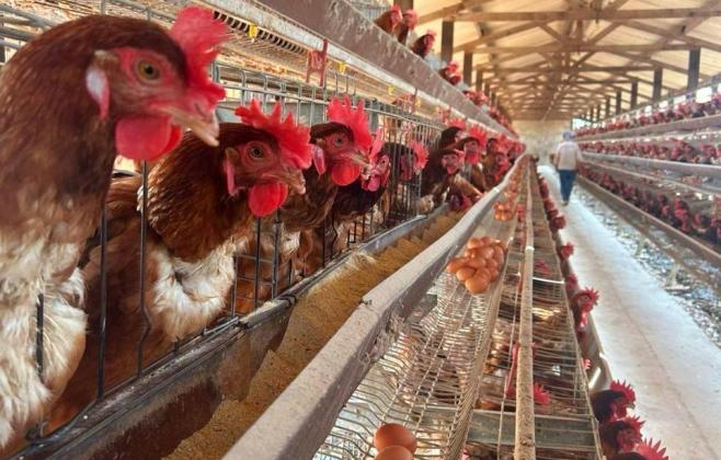 mato-grosso-intensifica-protocolos-para-impedir-entrada-de-gripe-aviaria-no-estado