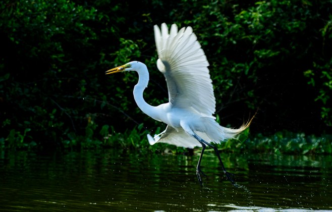 biodiversidade-de-mato-grosso-atrai-olhares-na-maior-feira-mundial-de-observacao-de-aves