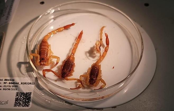 acidentes-por-animais-peconhentos-diminuem-18%-em-mato-grosso