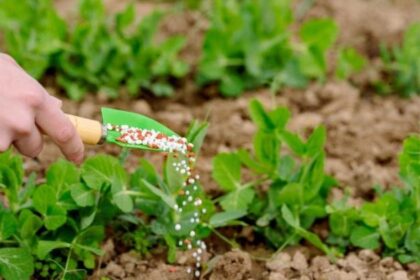 governo-do-estado-e-ufmt-firmam-parceria-para-estudo-sobre-a-cadeia-de-fertilizantes-em-mt